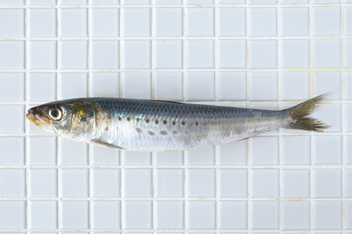 イワシ 素材別 魚介 Cotogoto コトゴト