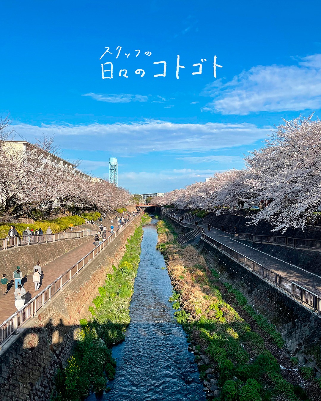 スタッフの日々のコトゴト